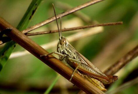 Four plant protection products have received emergency authorization to control locusts