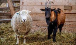 Protecting domestic livestock is important: sheep and goat pox in the European Union