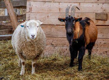 Protecting domestic livestock is important: sheep and goat pox in the European Union