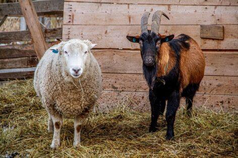 Protecting domestic livestock is important: sheep and goat pox in the European Union
