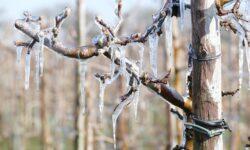 Ministry of Agriculture: Grape and fruit producers who suffered severe spring frost damage will receive extraordinary assistance