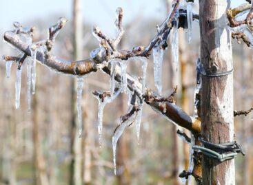 Ministry of Agriculture: Grape and fruit producers who suffered severe spring frost damage will receive extraordinary assistance