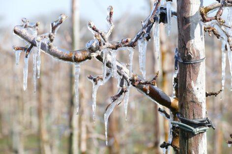 Ministry of Agriculture: Grape and fruit producers who suffered severe spring frost damage will receive extraordinary assistance
