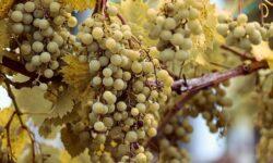 Grapevine flavescence dorée (FD) has also reached Somló