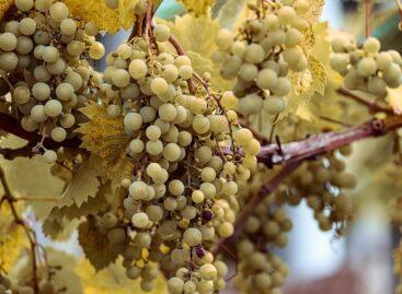 Grapevine flavescence dorée (FD) has also reached Somló