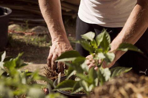 Amendment of the Nitrate Regulation is beneficial for farmers