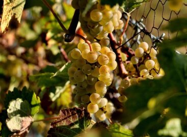 Two insecticides receive emergency authorization against American grapevine cicada