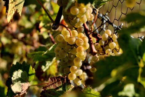 Two insecticides receive emergency authorization against American grapevine cicada