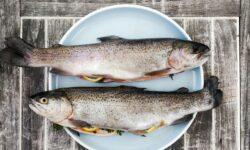 This was the year 2024 in the world of fishing and fish farming
