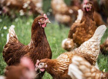 EU poultry meat imports rebound in Q1 2025