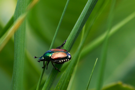 Nébih helps detect quarantine pests with trapping