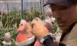 Új altörzs a magvas növények törzsében: a csomagolvatermő! – A nap videója