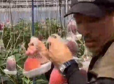 Új altörzs a magvas növények törzsében: a csomagolvatermő! – A nap videója