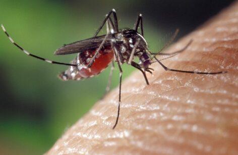 Mosquito control consortium denies that mosquito control is harmful to the fetus