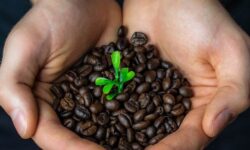 Tovább nőtt a fair trade Németországban