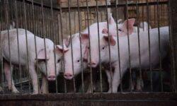 ASP confirmed in domestic pigs in Croatia