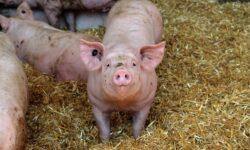 Large decline in foreign trade of live pigs