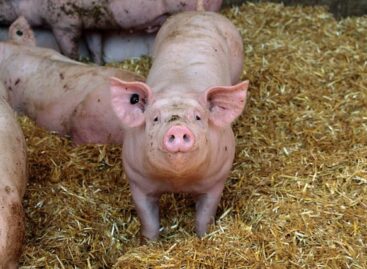 Large decline in foreign trade of live pigs