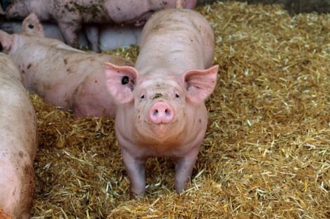 Large decline in foreign trade of live pigs