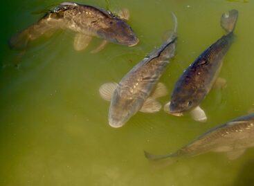 New subsidies help the development of domestic fish farming and aquaculture