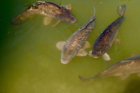 New subsidies help the development of domestic fish farming and aquaculture