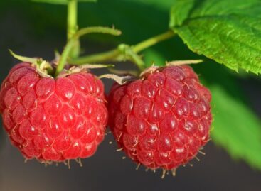 Hungarian university cooperation can help the cultivation of berries