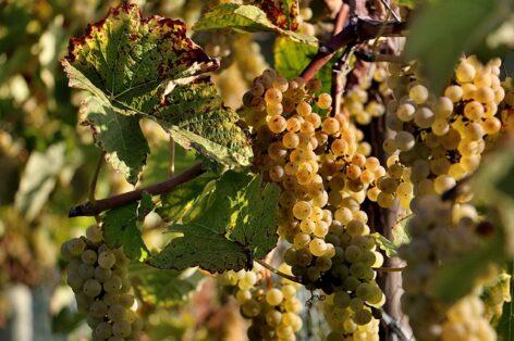 Grapevine golden yellow disease has also appeared in the Villány region – Nébih calls for increased protection
