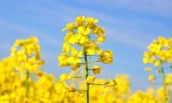 Rapeseed producer prices rise