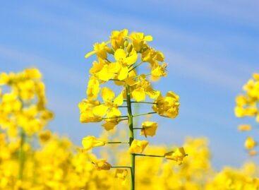 Rapeseed producer prices rise