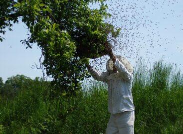 OMME: Contact a specialist if you spot a swarm of bees
