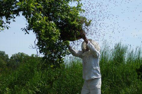 OMME: Contact a specialist if you spot a swarm of bees