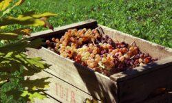 Harvest has begun in South Balaton