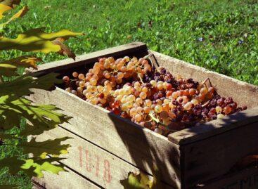 Harvest has begun in South Balaton