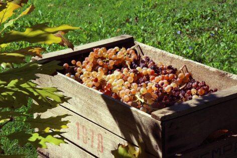 Harvest has begun in South Balaton