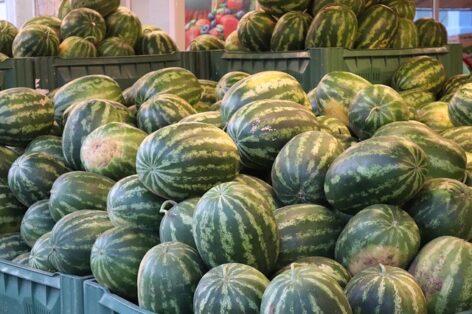 Horticultural tenders help the survival of Hungarian melon production