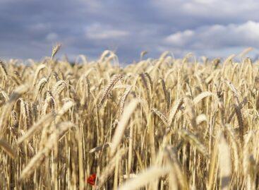 Agrometeorology: further precipitation is greatly needed