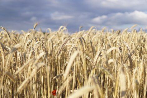 Agrometeorology: further precipitation is greatly needed