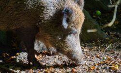 ASF also appears in wild boars near the border in Croatia