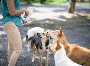 First home for both two-legged and four-legged pets – young owners are the ones who choose puppies the most