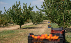 There is a need to reorganize production on domestic apricot plantations