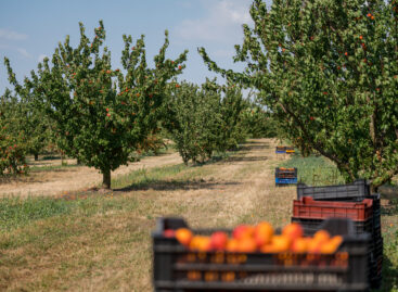 There is a need to reorganize production on domestic apricot plantations