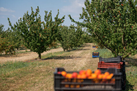 There is a need to reorganize production on domestic apricot plantations