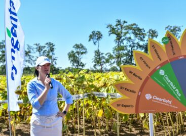 New challenges, innovative answers in sunflower and corn cultivation