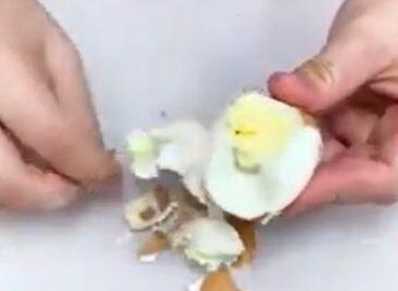 Ellenségünk , a tojáshéj – A nap videója
