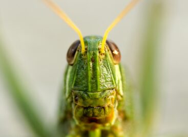 Insect-based foods: why aren’t they replacing traditional meats?