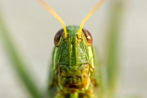Insect-based foods: why aren’t they replacing traditional meats?
