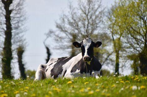 AM: help is coming from several sides for livestock farmers affected by foot-and-mouth disease