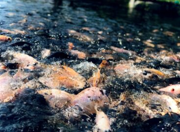 The government will provide more than 20 billion forints for the development of aquaculture until 2027