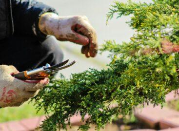 Several horticultural crops have been exempted from the EKÁER notification obligation