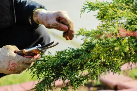 Several horticultural crops have been exempted from the EKÁER notification obligation
